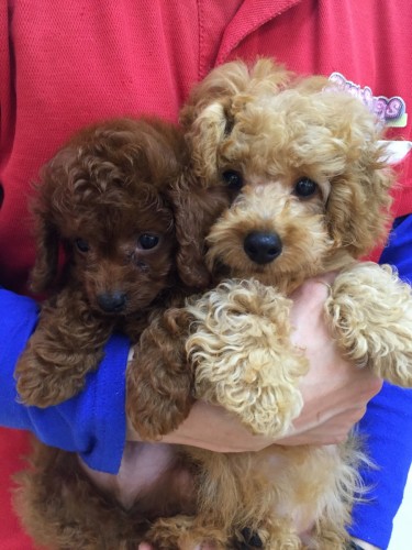 ファイル 2016-04-29 10 30 52