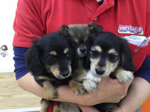 ファイル 2016-04-11 19 04 34