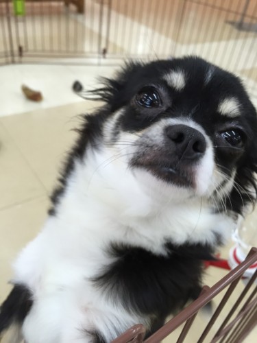 ファイル 2016-04-24 18 56 16