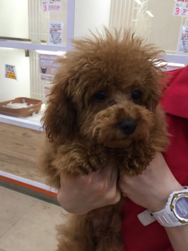 ファイル 2016-04-29 10 29 26