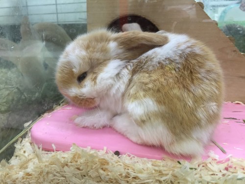 ファイル 2016-04-30 20 39 53