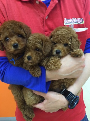 ファイル 2016-04-29 10 22 18