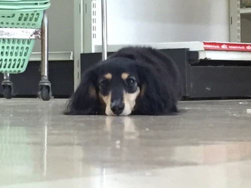 写真 2016-04-19 16 20 23