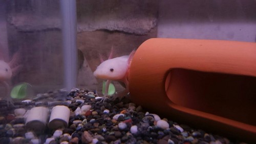 写真 2016-04-22 21 11 03