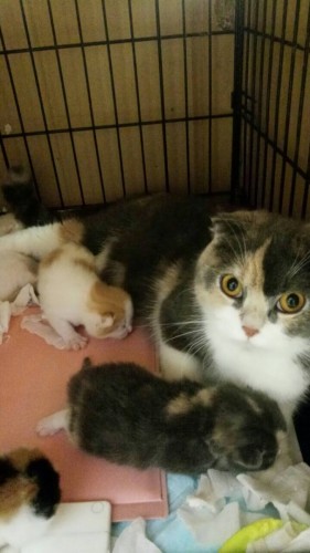 ファイル 2016-04-08 21 05 21