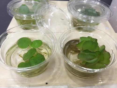 写真 2016-05-20 19 39 13