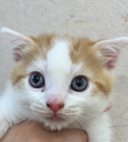 ファイル 2016-05-12 19 43 58