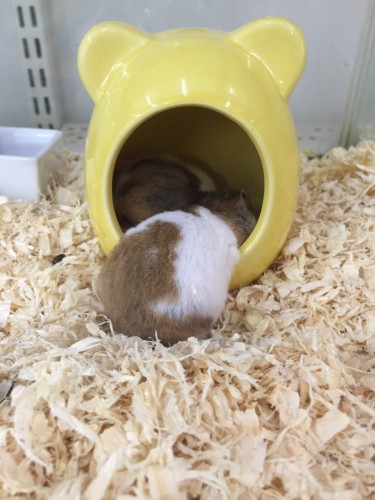 写真 2016-05-19 13 53 51