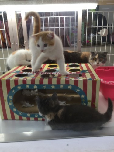 写真 2016-05-24 18 26 44