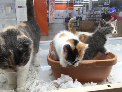 ファイル 2016-05-12 19 58 27