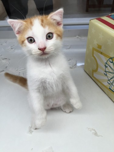 写真 2016-05-24 14 35 15