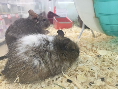 写真 2016-05-06 19 49 06