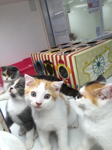 写真 2016-05-24 18 29 21