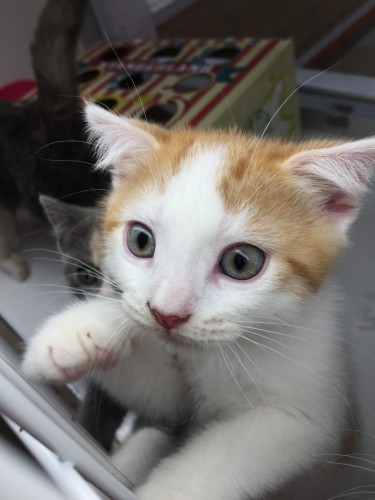 写真 2016-05-24 18 28 20