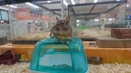 ファイル 2016-05-28 21 32 28