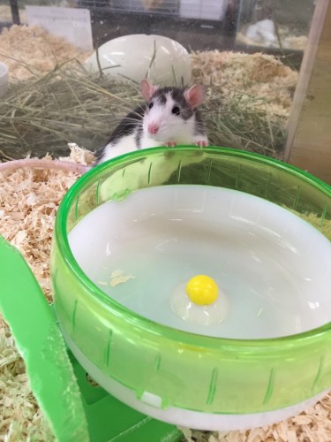 写真 2016-05-19 13 53 30