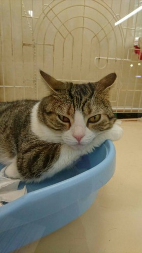 ファイル 2016-05-14 20 37 55