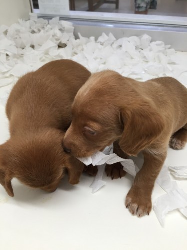 写真 2016-05-24 14 33 15