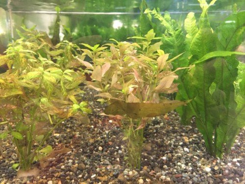 写真 2016-05-20 19 35 07