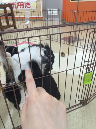 ファイル 2016-05-14 20 36 40