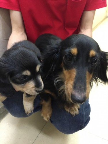 ファイル 2016-05-26 21 20 39