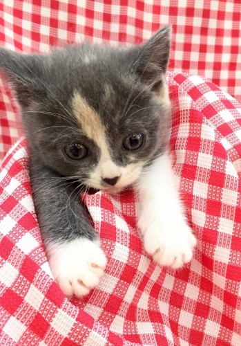 ファイル 2016-05-12 19 21 19