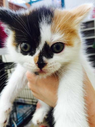 ファイル 2016-05-12 19 24 47