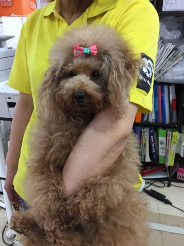 ファイル 2016-05-26 21 22 07