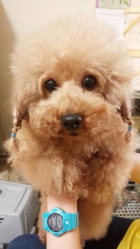 ファイル 2016-05-02 19 44 01