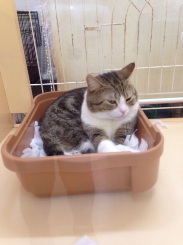 ファイル 2016-05-30 19 15 13