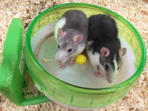 ファイル 2016-05-08 19 24 21