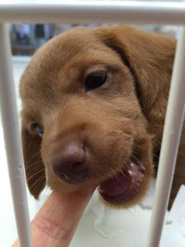 写真 2016-05-24 14 31 44