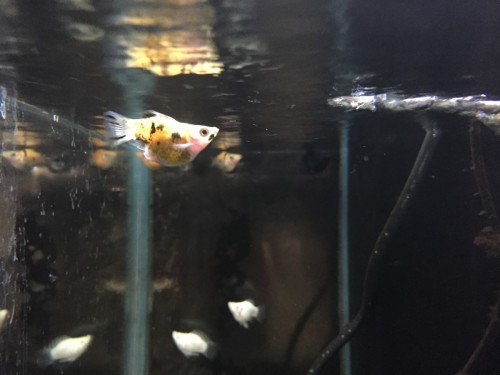 写真 2016-05-20 19 35 35