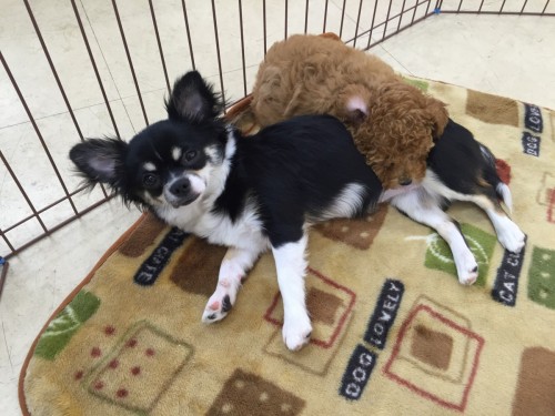 ファイル 2016-05-08 19 26 52