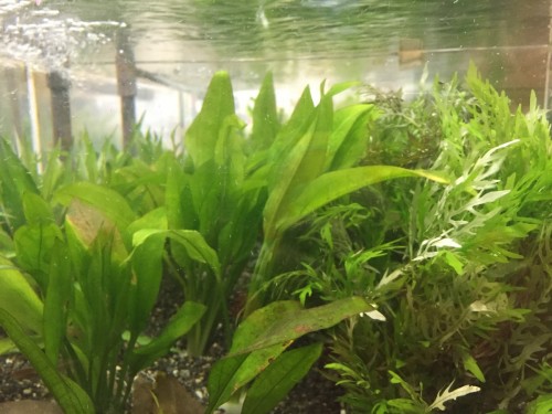 写真 2016-05-20 19 34 59