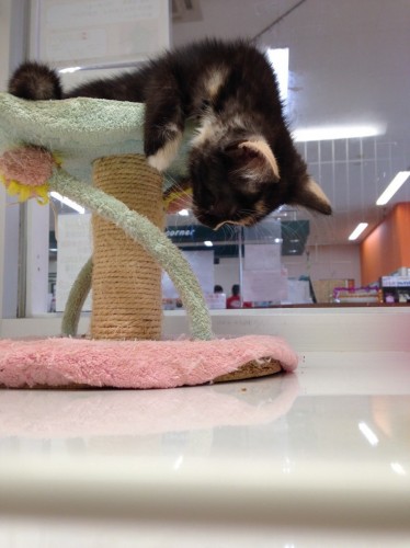 ファイル 2016-05-30 19 15 25