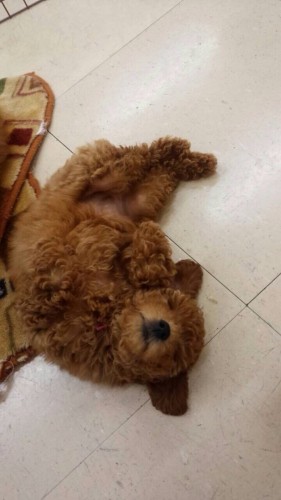 ファイル 2016-05-02 19 43 03