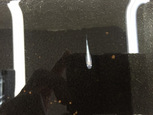 写真 2016-06-27 16 59 40