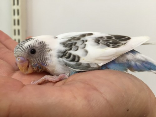 ファイル 2016-06-15 16 31 18