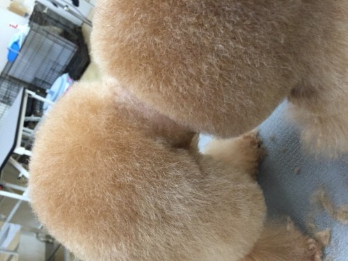 写真 2016-06-16 18 19 20