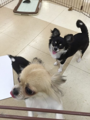 ファイル 2016-06-11 19 14 37