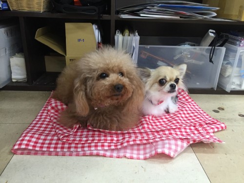 写真 2016-06-12 17 37 21