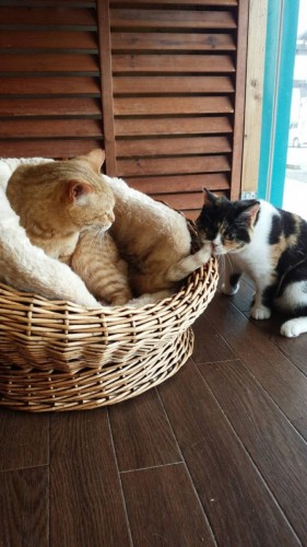 ファイル 2016-06-29 13 24 00