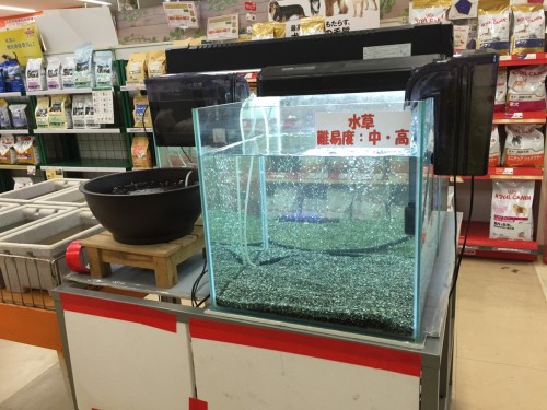 写真 2016-06-03 18 42 48