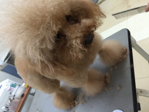 写真 2016-06-16 18 19 11