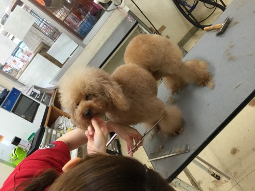 写真 2016-06-16 18 19 39