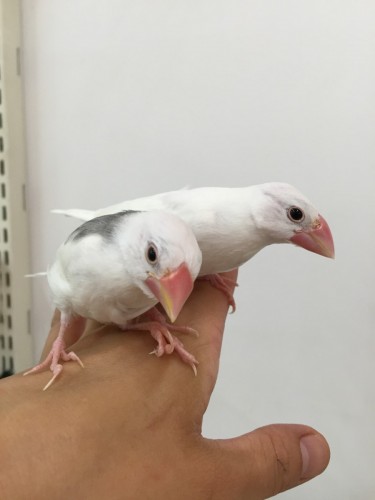 ファイル 2016-06-15 16 28 27