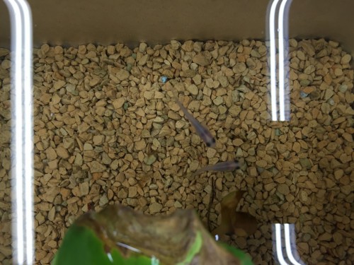 写真 2016-06-27 17 07 30