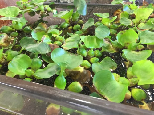 写真 2016-06-27 17 08 20