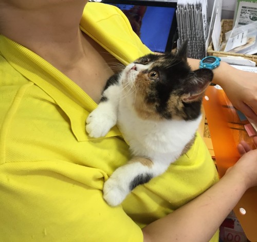 写真 2016-05-31 17 19 36